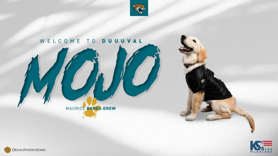 Jacksonville Jaguars Officially Licensed Dog