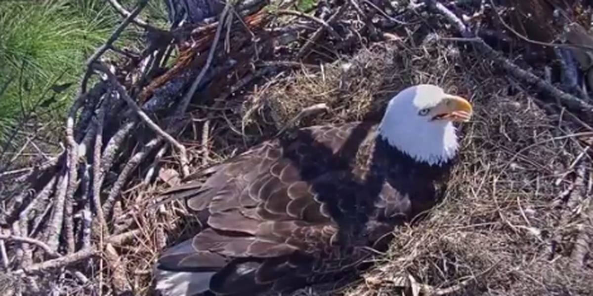 'Eagle cam' streaming Florida bald eagle births