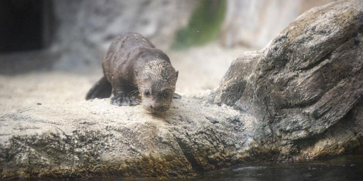 Four giant river otter pups to make public debut at Jacksonville Zoo ...