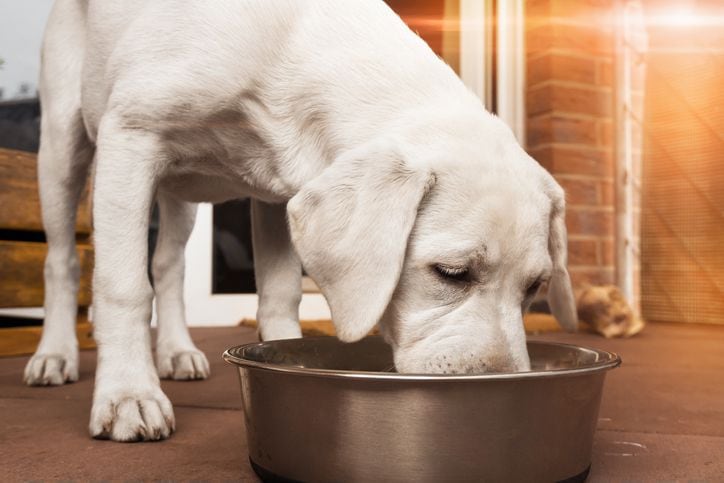 Ol roy canned outlet dog food recall 2019