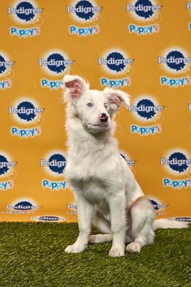 Puppy Bowl 2020 Features 5 Special Needs Dogs Here S How To Watch