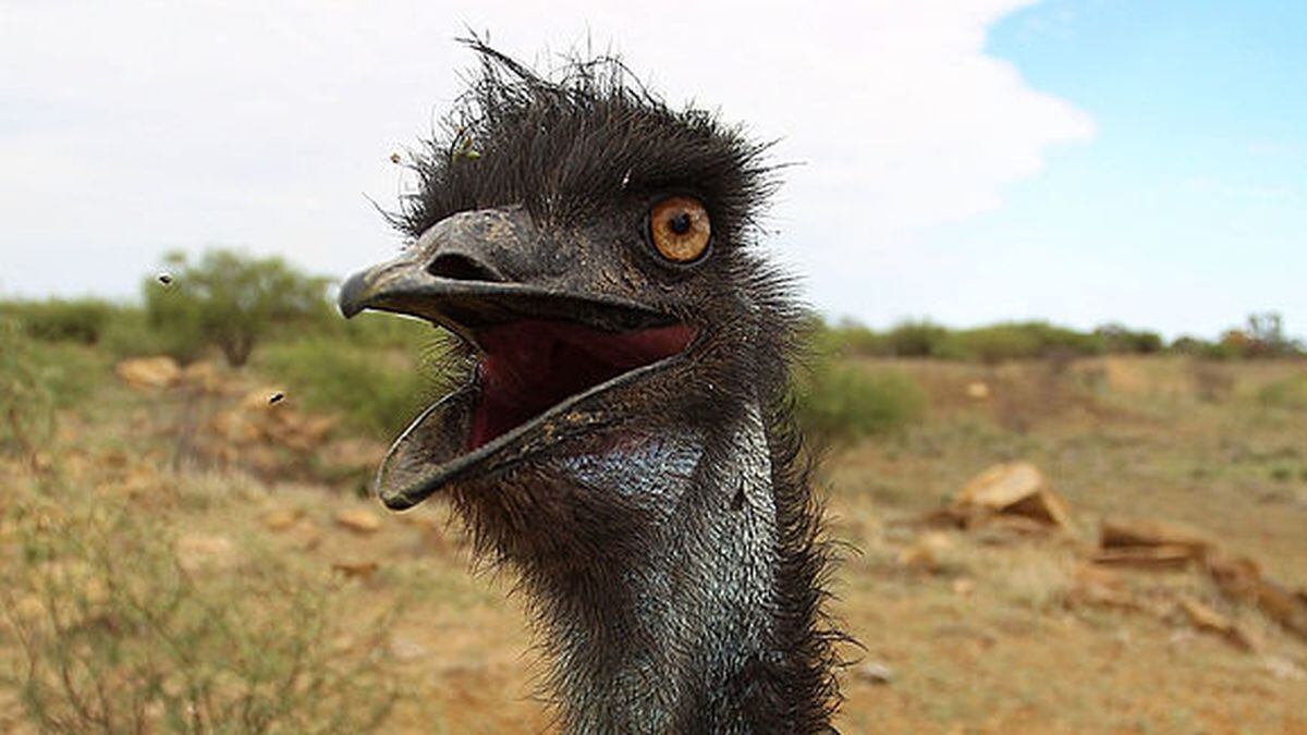 Emu Escapes Farm Walks Down Busy Road