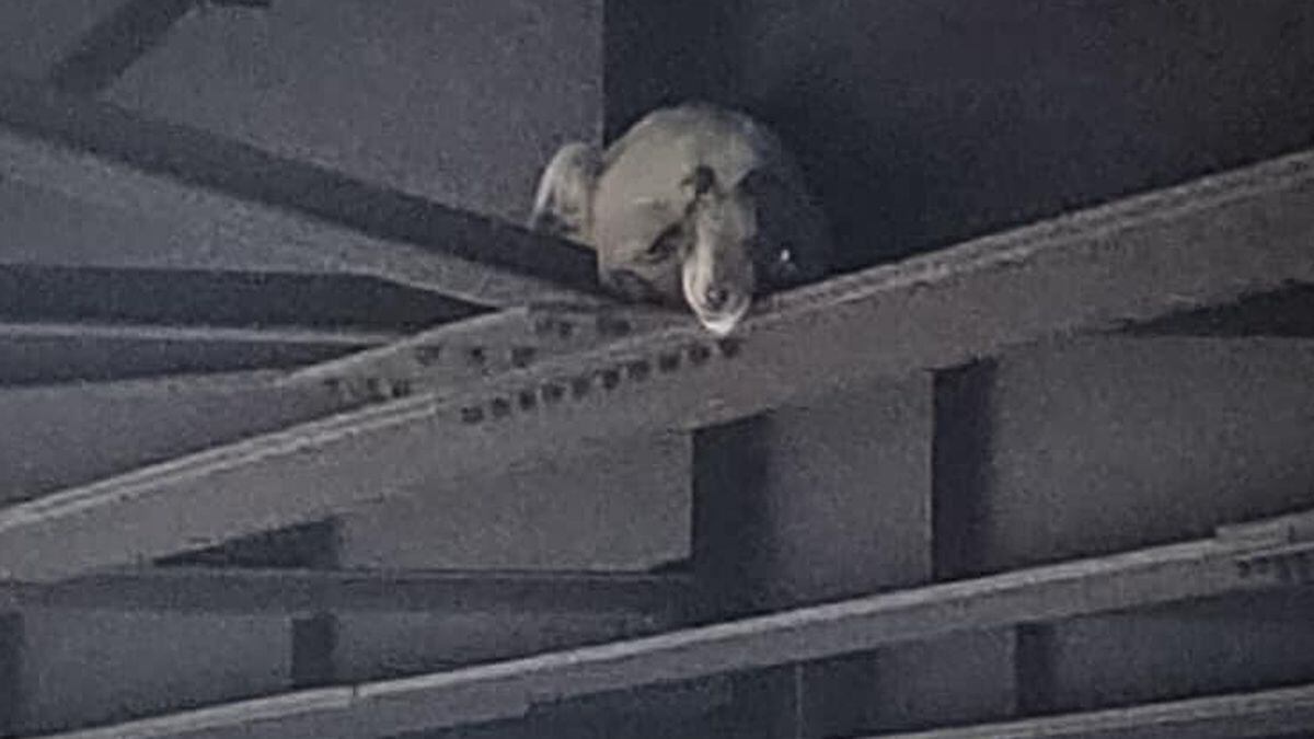 Goat rescued after getting stuck under bridge